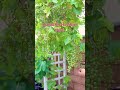 1 trick will help you grow bigger grapes #shorts #grape #gardening #vines #viralshorts #viral