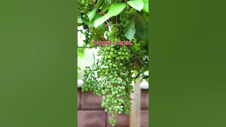 1 trick will help you grow bigger grapes #shorts #grape #gardening #vines #viralshorts #viral
