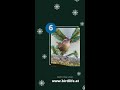 BirdLife Adventkalender: 6. Türchen