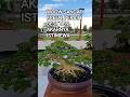 WOOW SANGAT KREEN, PERAIHBEST TEN AKARNYA ISTIMEWA@mahkotabonsai#shorts#bonsai#viral