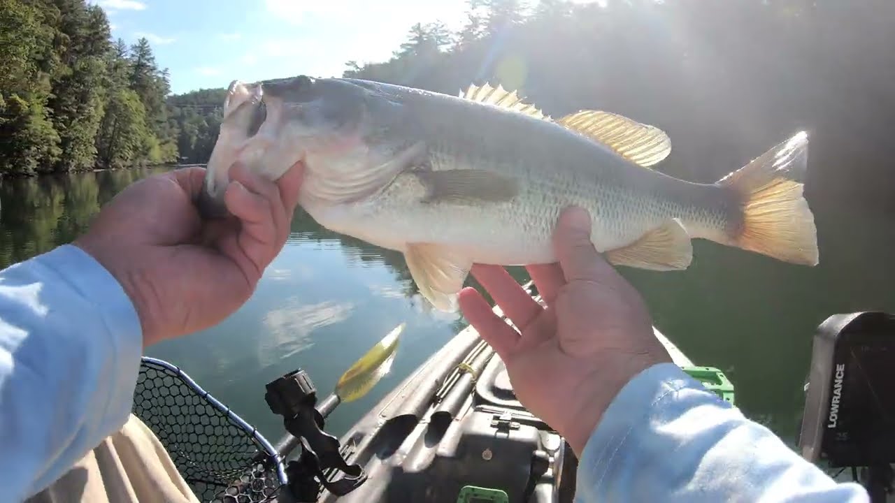 Neko Rig for Big Bass during the Fall Transition