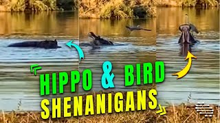 Hippo Chasing a Bird on His Bak