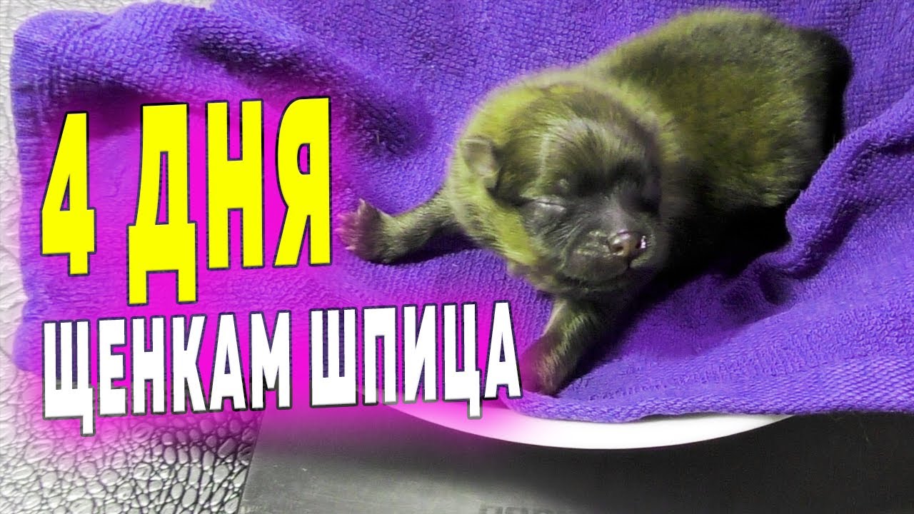 Щенкам шпица 4 дня. Как щенки ходят в туалет. Если щенок дергается во сне. Шпиц Бэлла оставила щенят