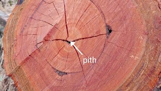 Cross Section Of Tree Trunk
