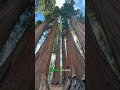 Dünyanın En Dev Ağaçları Nerede 🌲🤯