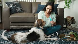 How to Apply PetArmor Plus for Dogs