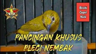 Pancingan Khusus Pleci Agar Cepat Nembak