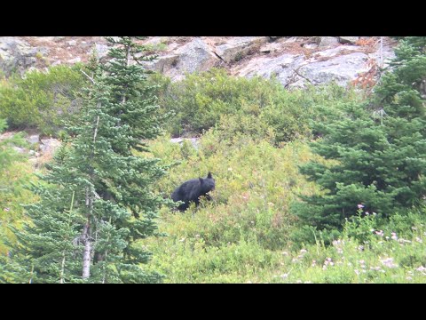 Washington Fall Bear Hunt TWO BEARS DOWN In 12 Hours