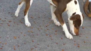 4K . Preventing MegaEsophagus (mega esophagus) & Choking in Dogs by Grazing .