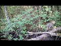 Entre chats  - Wild cat and many animals . camera-trapping Jean Chevallier