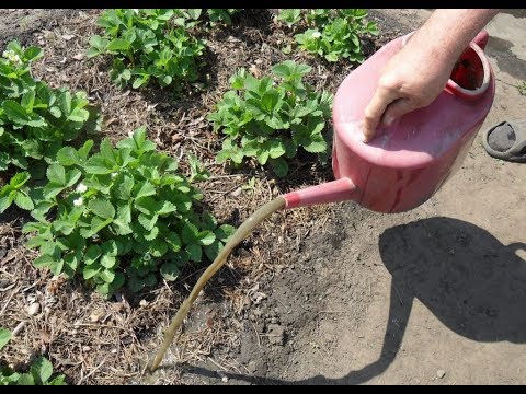 Вопрос: Удобрение из дрожжей для клубники, насколько эффективно?