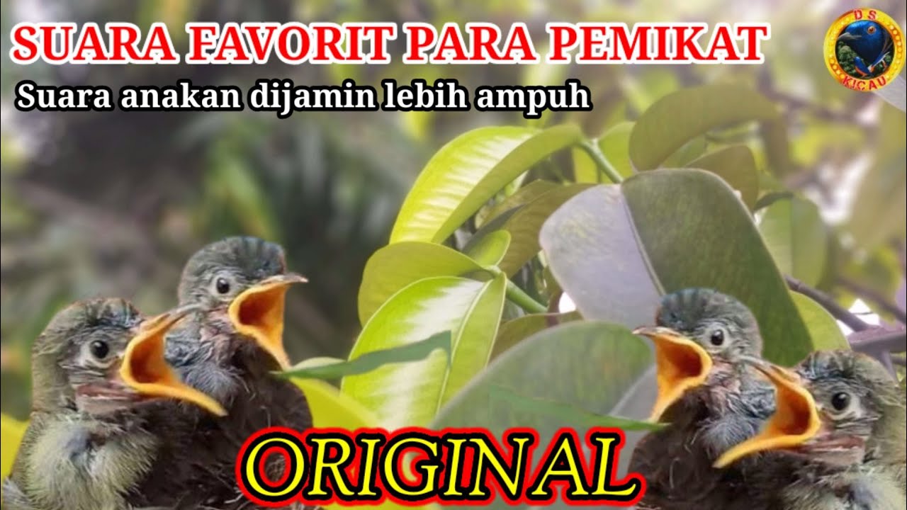 PIKAT SOGON PALING AMPUH || suara anakan burung konin dan sogon untuk pikat #Cinnyris #Nectarinia