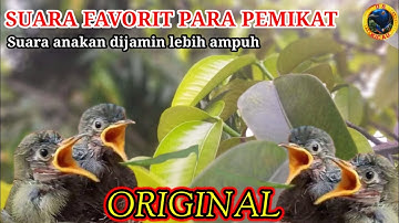 PIKAT SOGON PALING AMPUH || suara anakan burung konin dan sogon untuk pikat #Cinnyris #Nectarinia