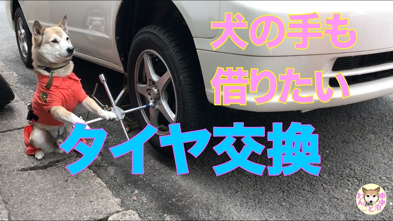 わんこ と 車 中泊