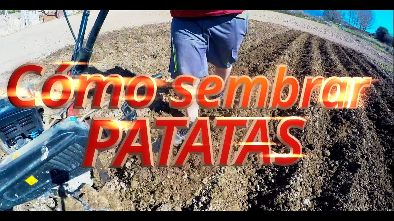 Cómo sembrar patatas