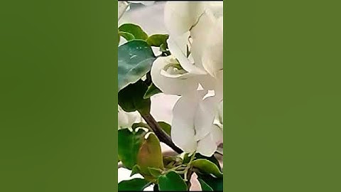 القرآن الكريم الصلاة على النبي