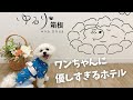 【愛犬と箱根旅行】ゆるり箱根withDOGSさんワンちゃんに優しすぎませんか!!