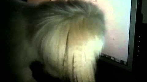 Funny dog fight computer mouse