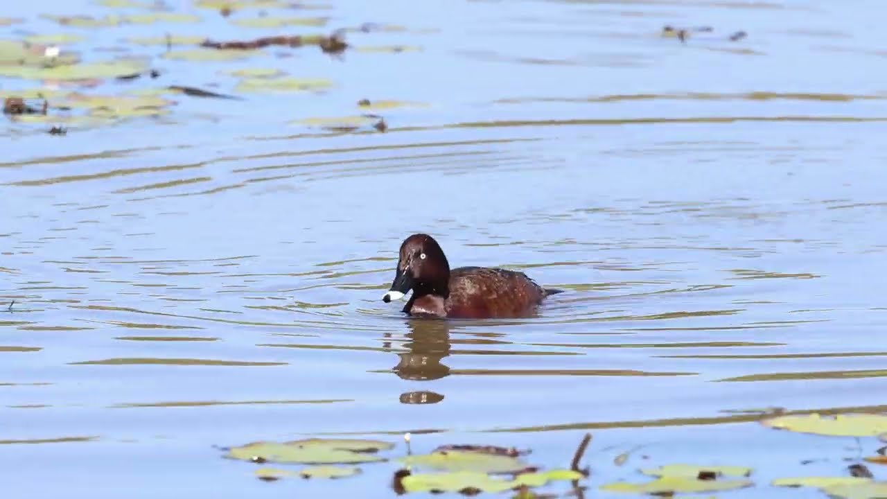 Hardheads at Minnippi Parklands, Aug 2023