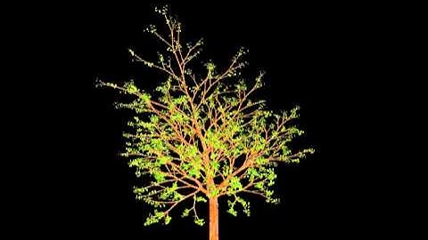 EcoMod: birch tree real-time wind sway animation (black background)
