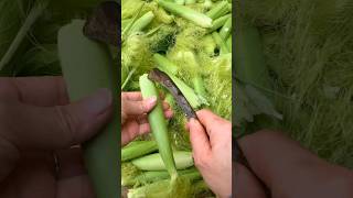 What Is Good Recipes For Baby Corn And The Corn Silk  satisfying agriculture