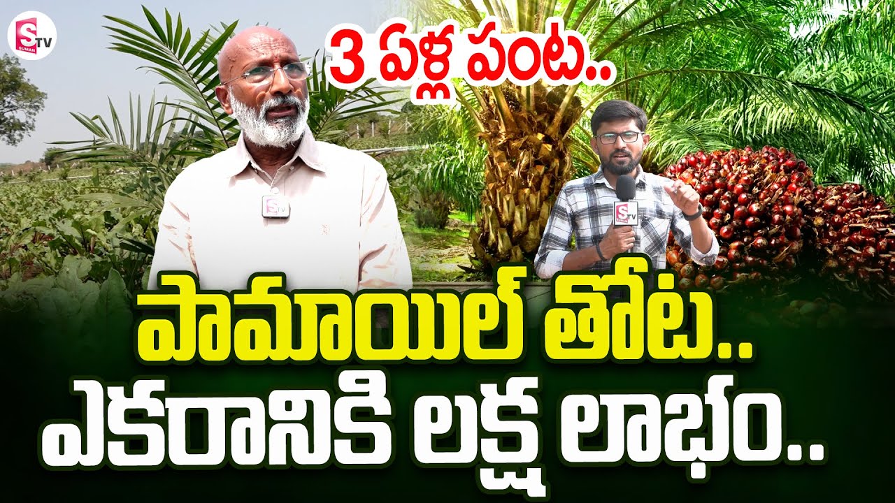 Palm Oil Farming : అనుభవంతో చెప్తున్నా..ఇది నష్టం లేని పంట | SumanTV Rythu