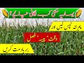            بہاریہ مکئی کاشت کا درست وقت