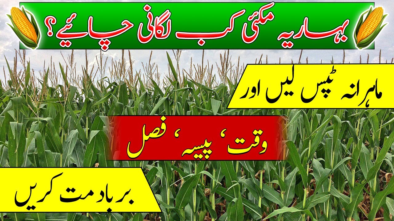Baharia maize sowing time| when to cultivate maize crop in winter? بہاریہ مکئی کاشت کا درست وقت