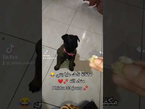 تدريب مالينوا شاربوني Phidra من إنتاجي