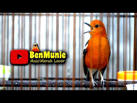 ANIS MERAH  INI CEPAT DIRESPON, PANCINGAN ANIS MERAH BIAR BUNYI   #anismerah