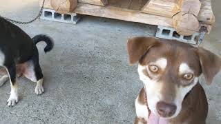 mont-bellの首輪を購入