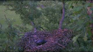 Decorah North Eagles,Coyote Spotted Across By The Stream 6\/13\/17