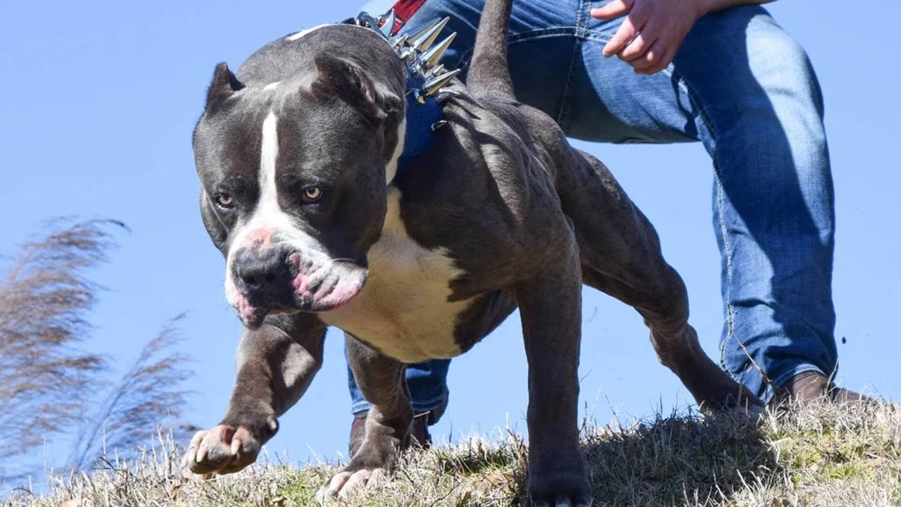 Perro pitbull pequeño