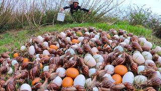 Amazing Survival: How we found thousands of Snails and Wild Eggs today