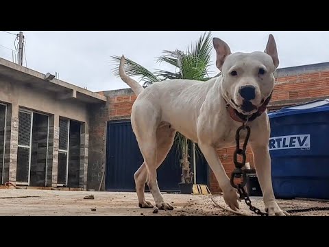 Vídeo: Antibiótico Natural para Meu Cão Reduzir Infecções