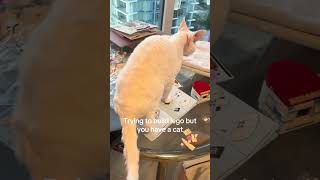 Comment if your cat loves to get in the way #catlaughs #cat