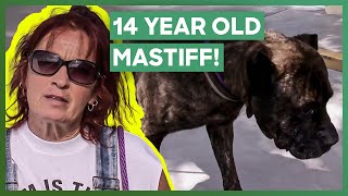 Tia Rescues Abandoned 14-Year-Old Mastiff Dog! | Pit Bulls \u0026 Parolees