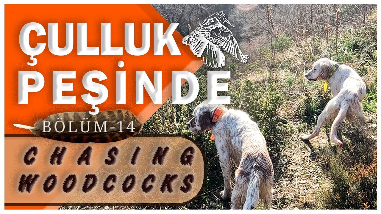 Çulluk Peşinde Bölüm-14 / Çulluk Avı - Chasing Woodcocks Part-14 # ...