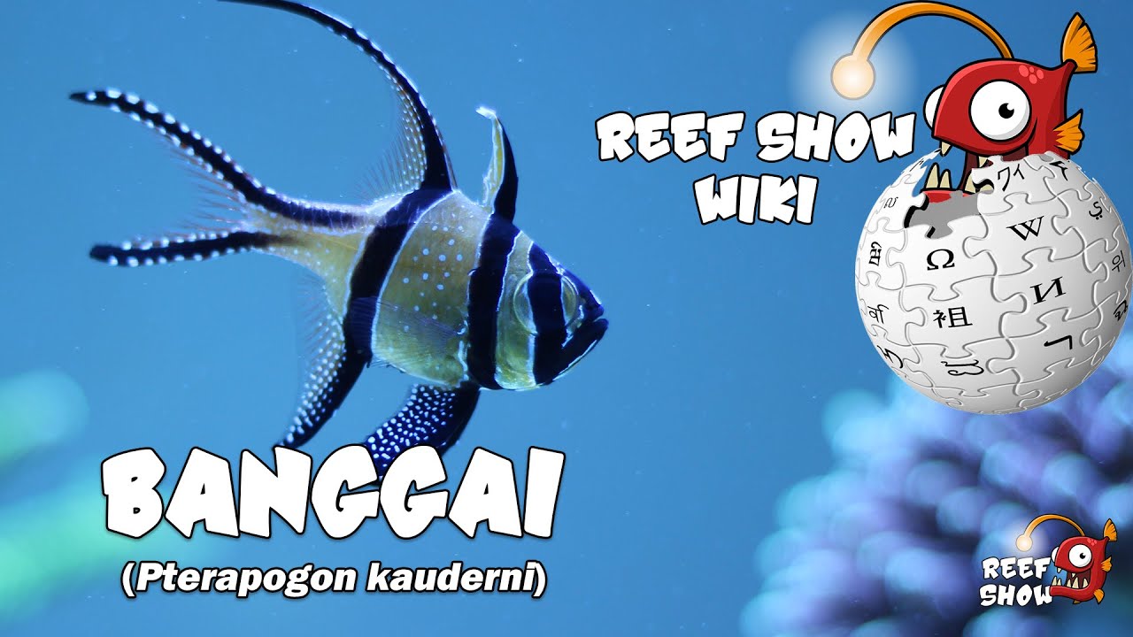 Reef Show Wiki: Banggai