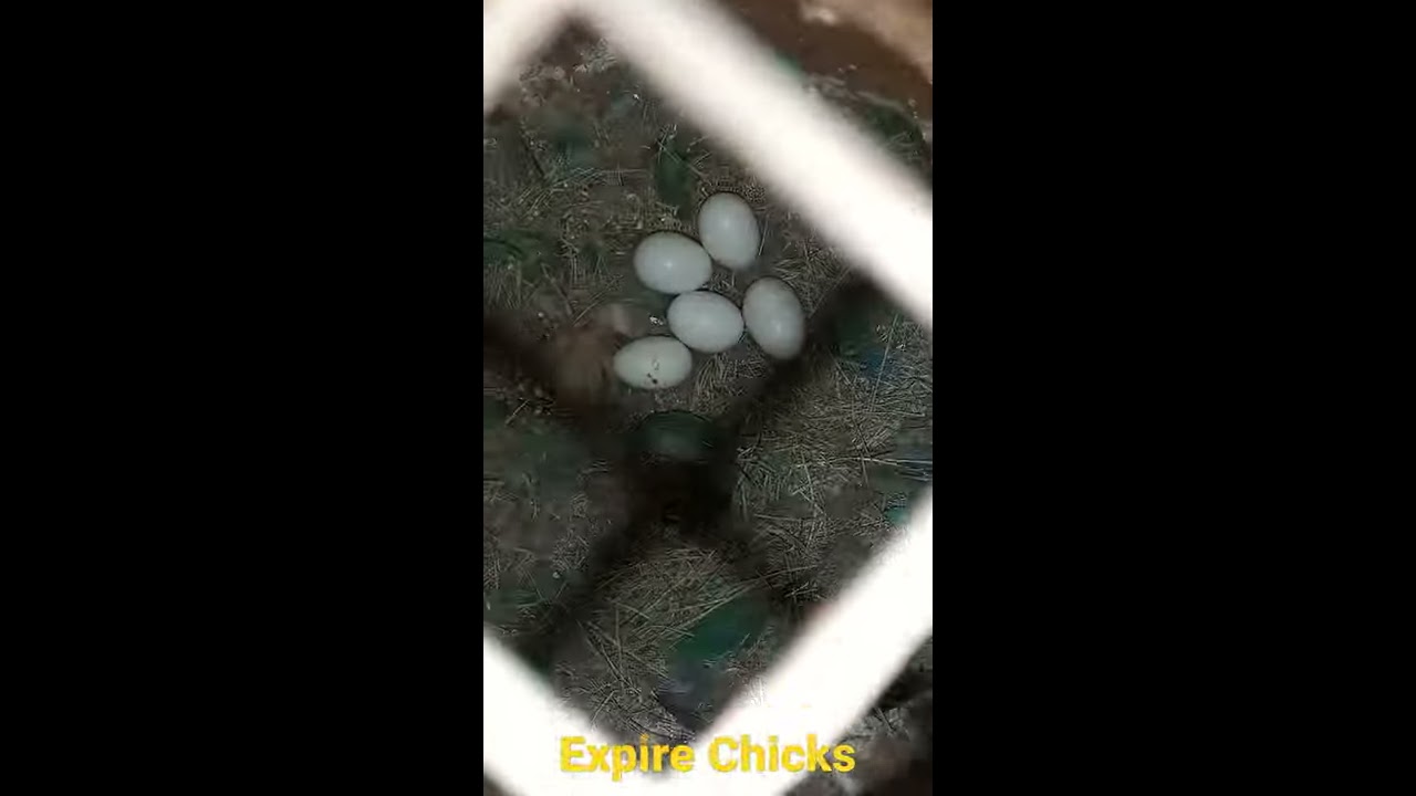 Love Bird Chicks Expire🔥🔥🔥