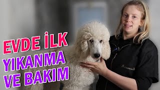 Evde köpek yıkama ve bakım