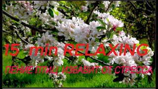 Расслабляющее Пение Птиц Избавит от Стресса, Тревоги и Депрессии, Исцеляет Разум. ASMR