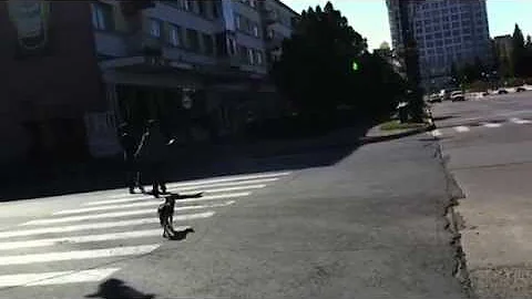 Stray dogs teach people to cross the street in Bucharest, Romania