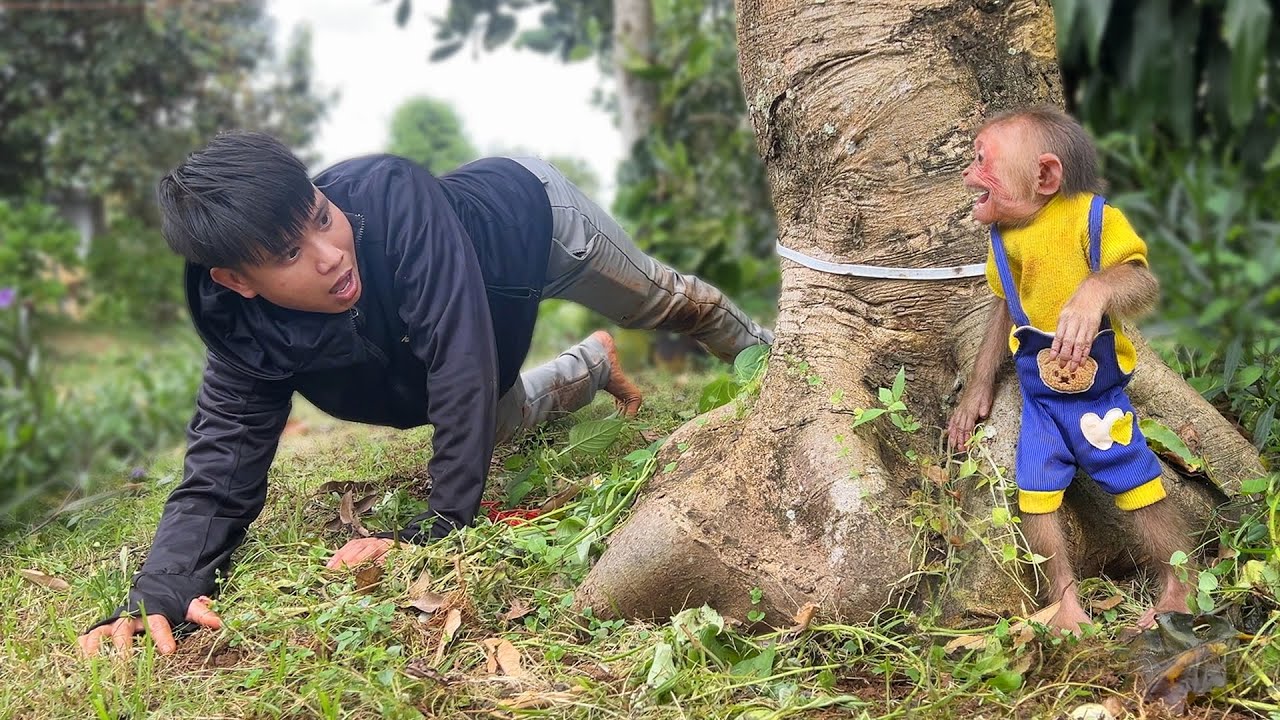 Dad Anxiously Searches for Missing Monkey Moon in the Small Forest