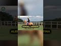 El Caballo Mangalarga Marchador: Un Legado Ecuestre Brasileño