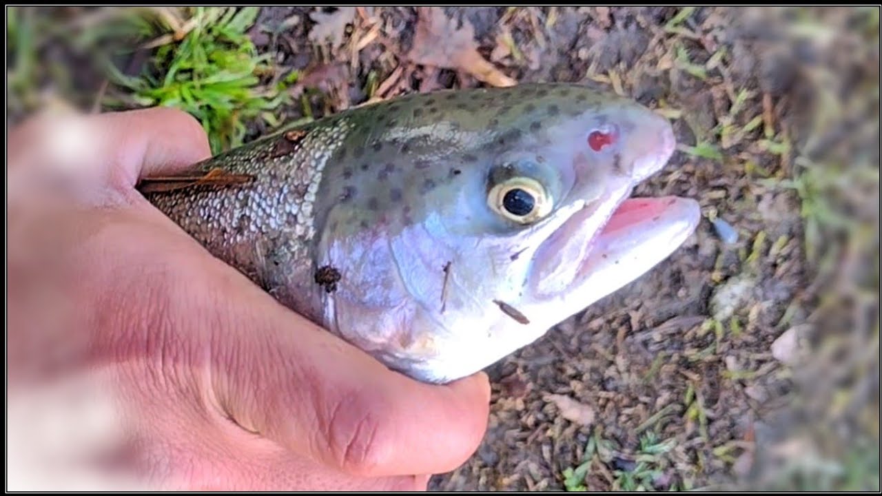 Catch and Cook Trout YouTube
