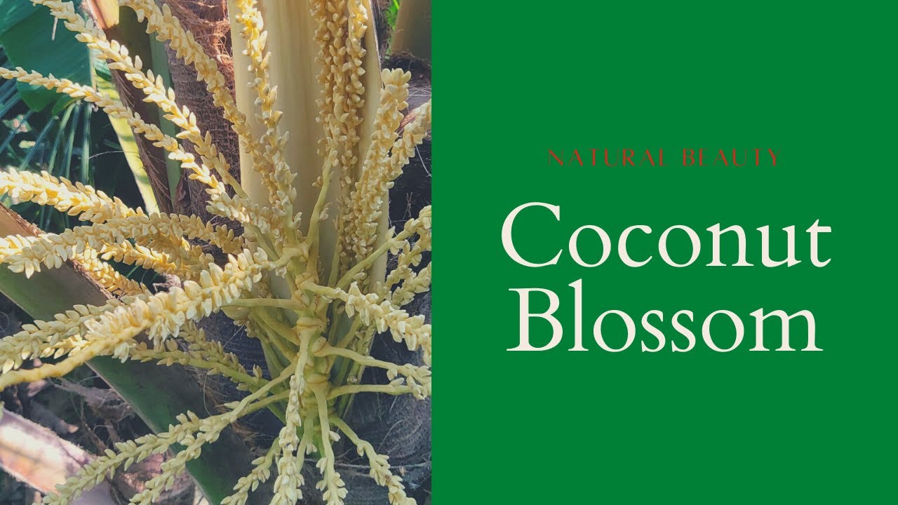THE FLOWERING OF A COCONUT TREE A CLOSER LOOK YouTube