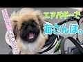 【ペキニーズ】もんじゃをエアバギーに乗せてみた！～犬にペットバギーってどうなの？～