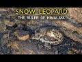 Snow Leopard | The Ruler Of Himalaya | Spiti Valley