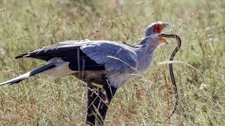Secretary Bird Elegant SNAKE KILLER! African Bird of Prey
